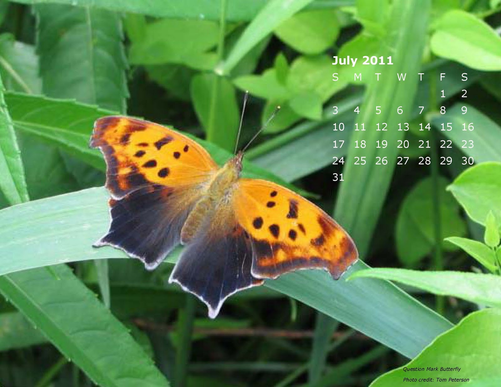 Fermilab Natural Areas July Desktop Calendar