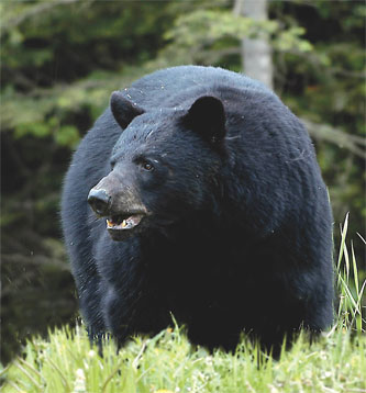 [blog+2k8+stacy+bear.jpg]
