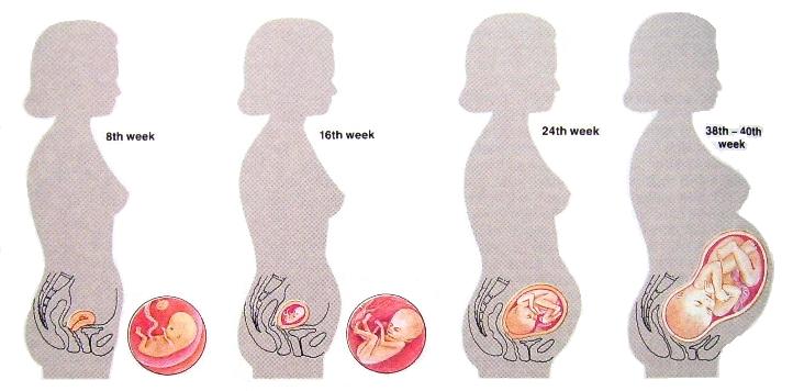Health Tips Disease: The pregnant Body
