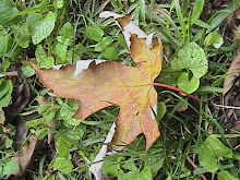 The perfect fall leaf