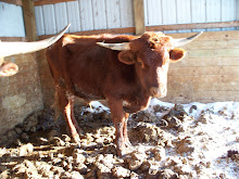 07/REDBULL-STEER