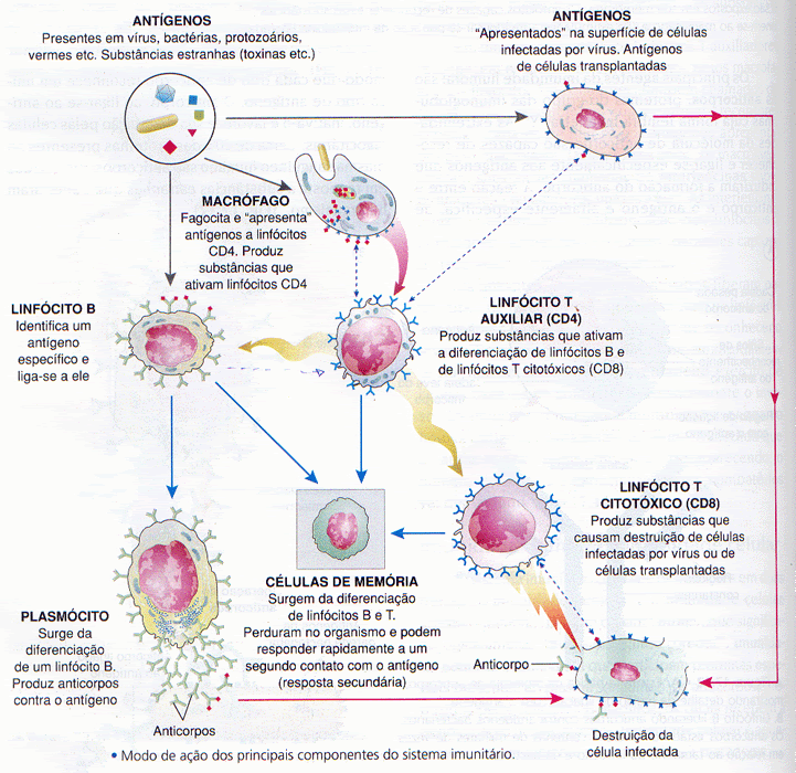 IMUNOLOGIA DAS VACINAS PDF DOWNLOAD IMUNOLOGIA DAS VACINAS PDF DOWNLOAD