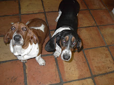 two bassets