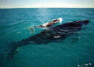 baleias visitam morro de sao paulo