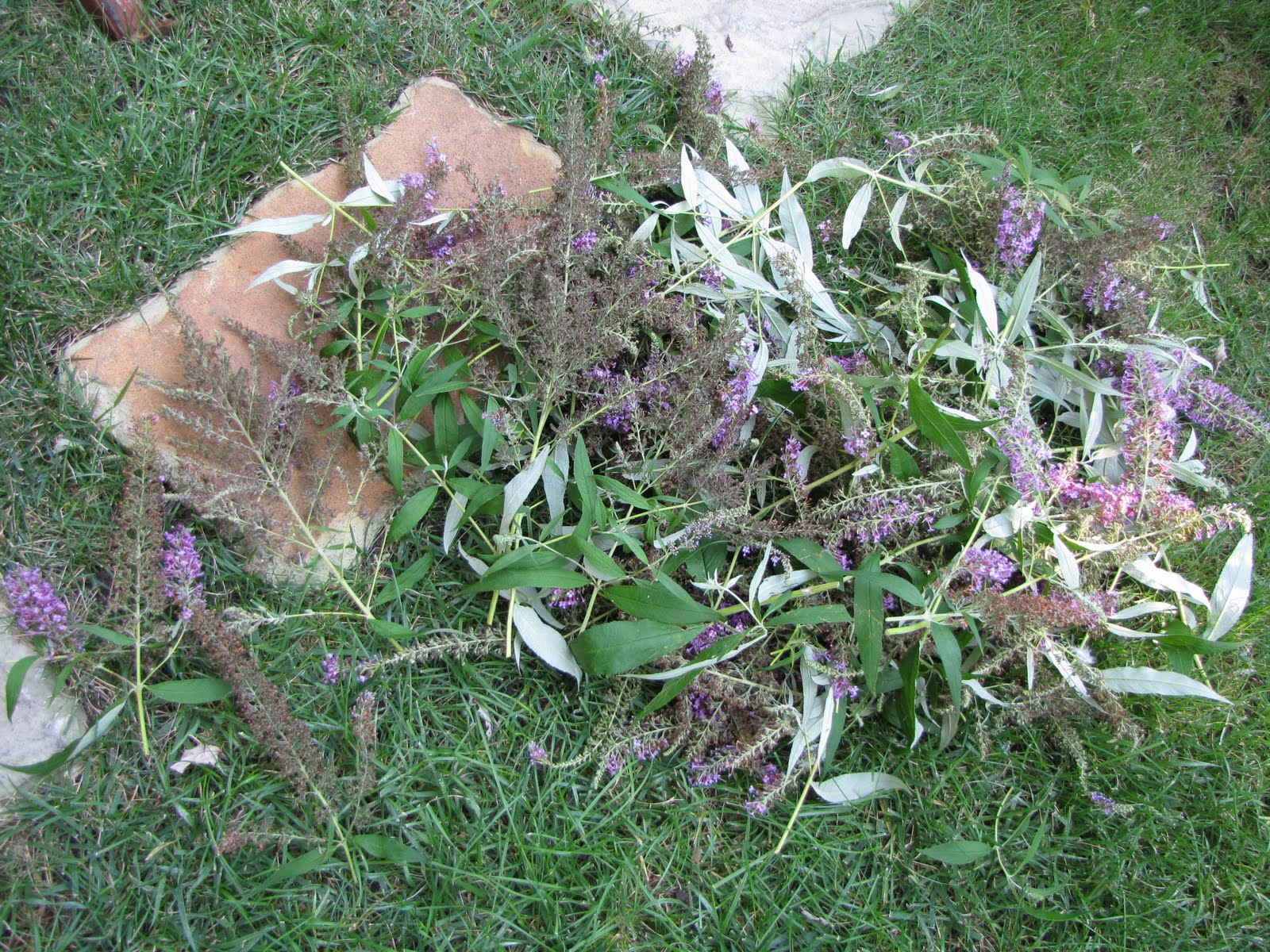 A Corner Garden Do You Deadhead your Butterfly Bushes?