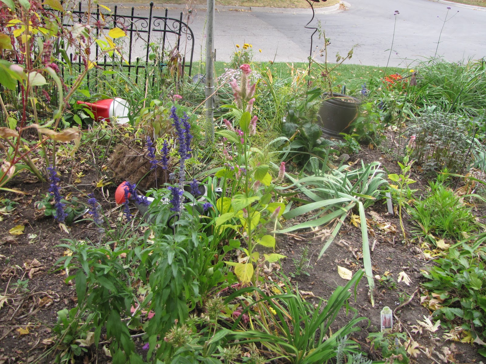 A Corner Garden: Today in the Front Yard Bed
