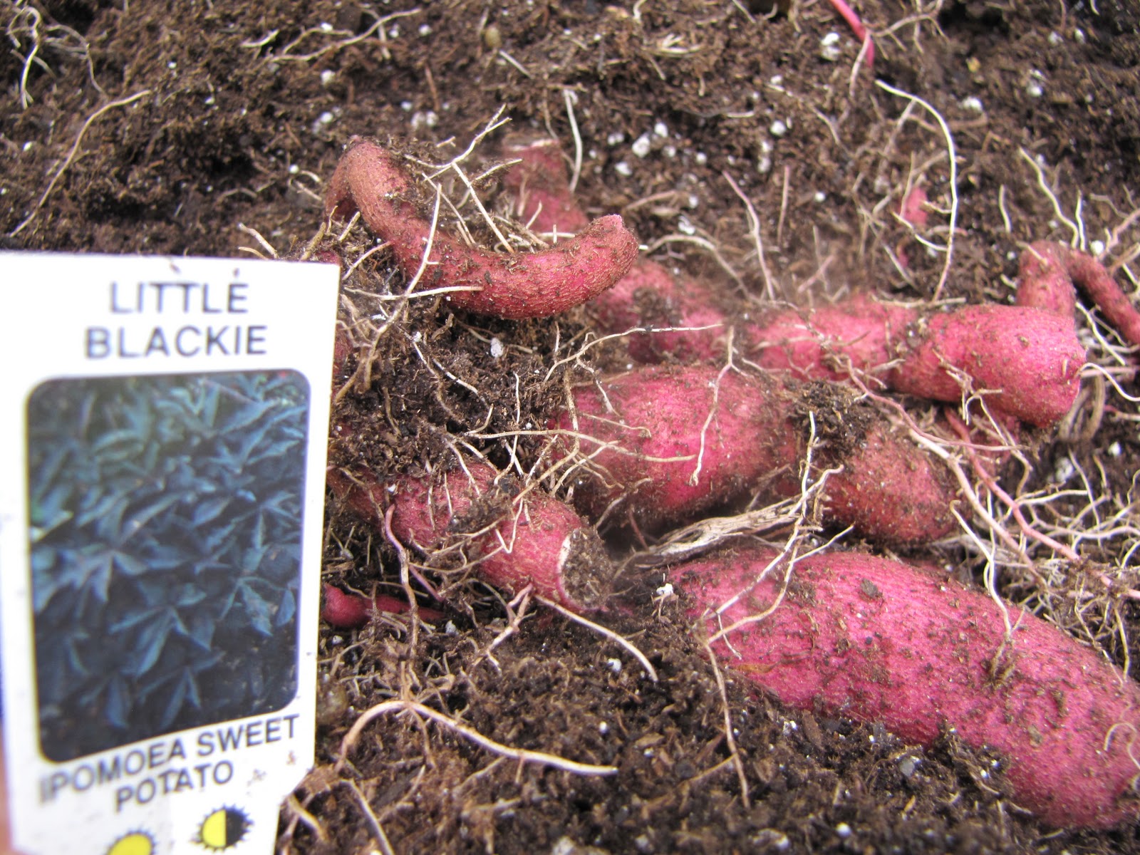 A Corner Garden My Annual Sweet Potato Vine Taste Testing (Yes, You