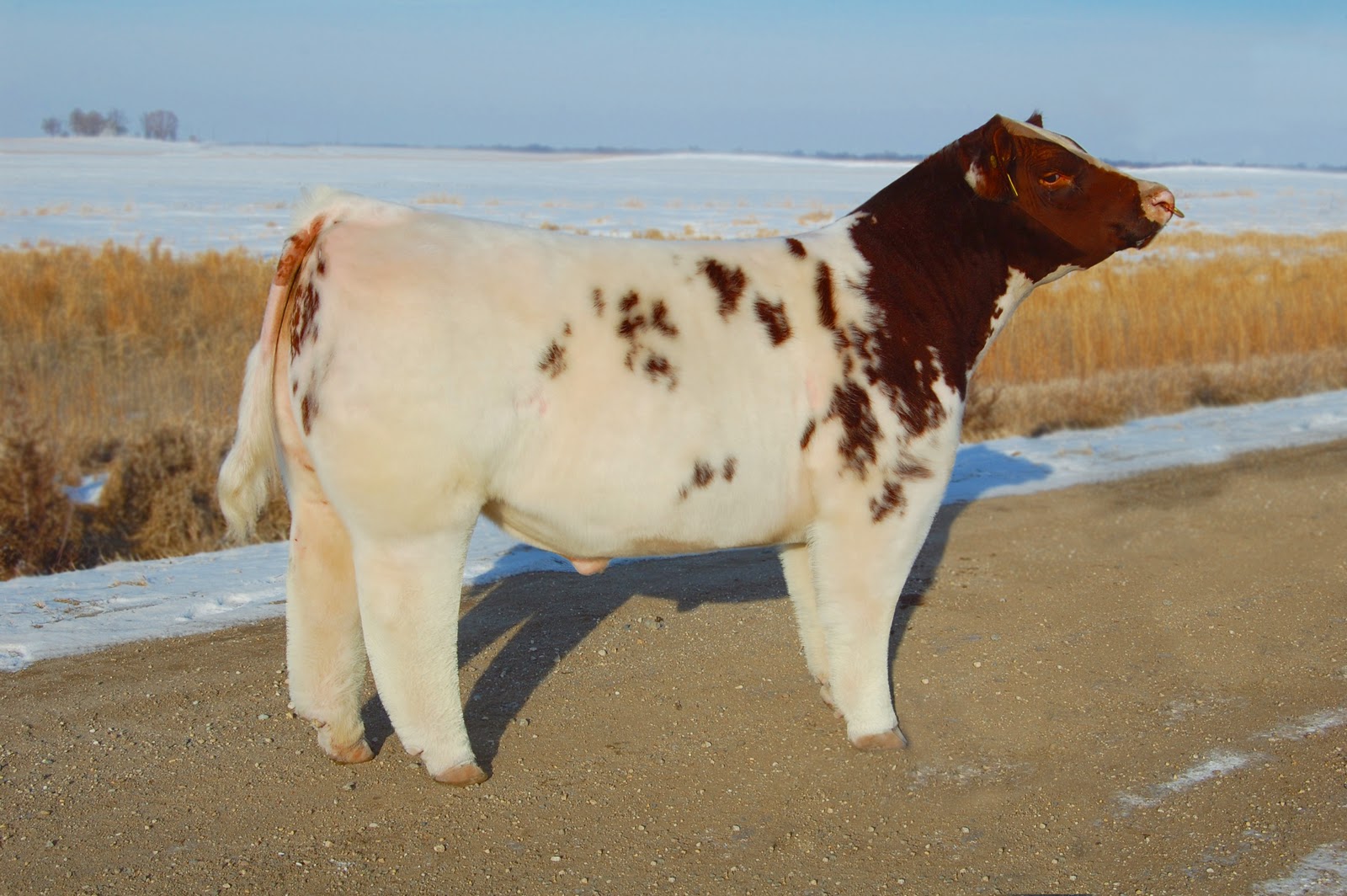 Lautner Farms Bulls for Lease!