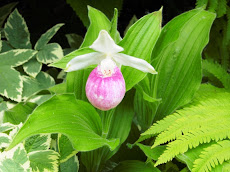 Showy Ladyslipper