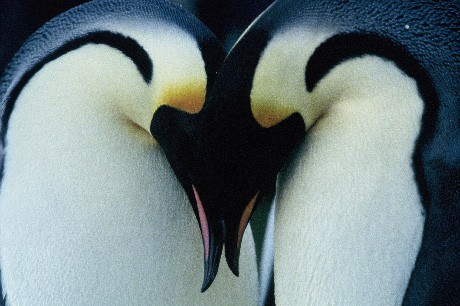 [pinguinos2.jpg]