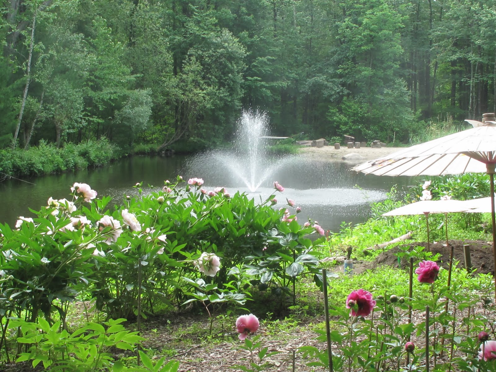 Lavender Between The Cracks Get Lost in the Peony's at Cricket Hill Gardens