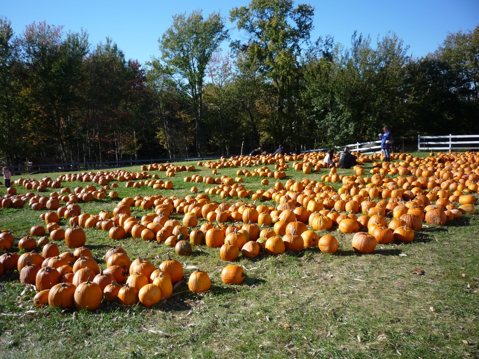 Pumpkins Saturate Rhode Island Farm Landscape!