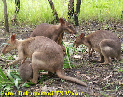 Info Konservasi Papua Papua Conservation News Foto Info Konservasi Papua Papua Conservation News Foto