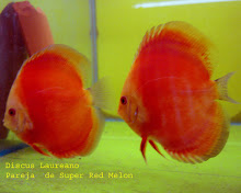 Pareja de Super Red Melon
