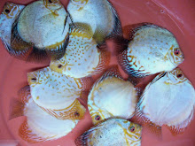 Discus White Butterfly de 8 cm