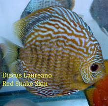 Discus Red Snake Skin