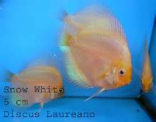 Grupo de discus Snow White