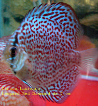 Leopard Red Diamond