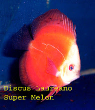 Super Melon Cara Blanca