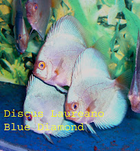 Blue Diamond de 7 cm