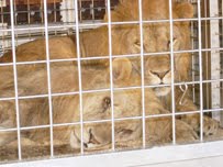 [LIONS+CAGED.jpg]