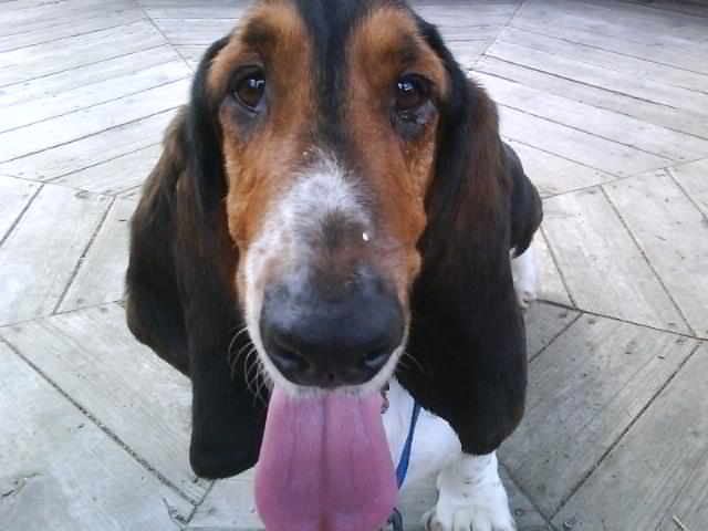 Click Bernie's picture below to visit the Basset Hound Rescue Website