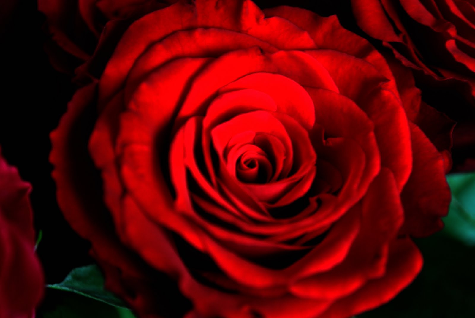 Lindas fotostunder En ros...