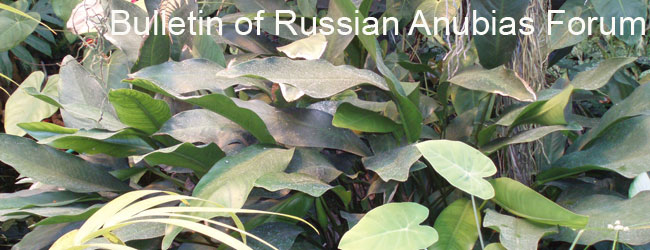 Bulletin of Russian Anubias Forum