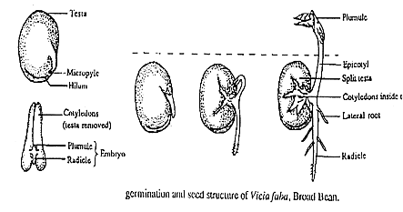 bean seed structure