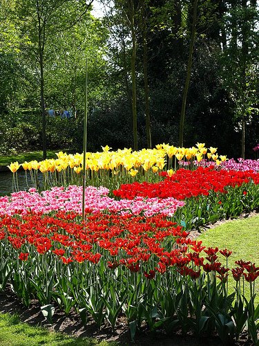 [jardi+de+tulipes.+vigo74.jpg]