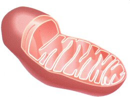 Resultado de imagem para mitocondria