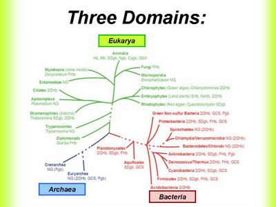 classification and evolution of life essay classification and evolution of life essay