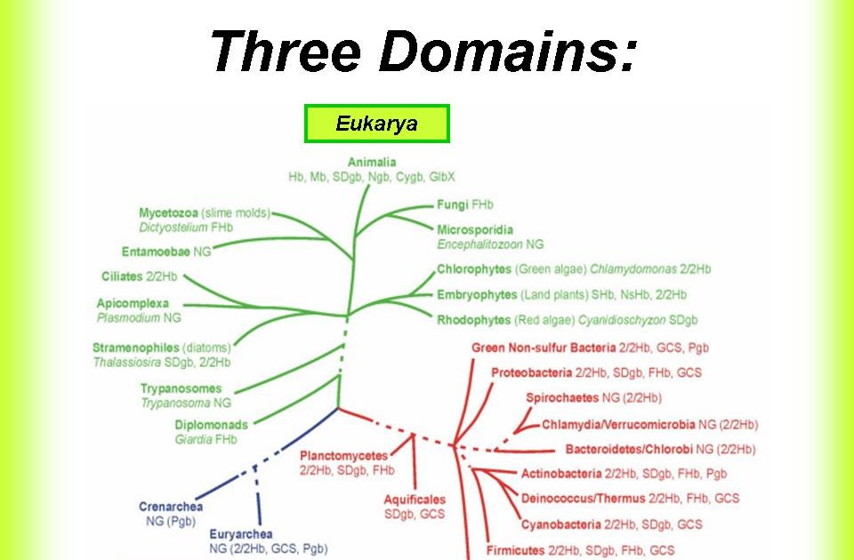 Biology Knights: POWER POINT: DIVERSITY AND CLASSIFICATION Biology Knights: POWER POINT: DIVERSITY AND CLASSIFICATION