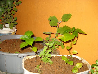 Manjerona, Mirra, Pimenta horta em casa