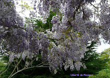 La glycine de mon jardin