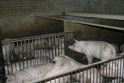 Varkens met ketting als speeltje