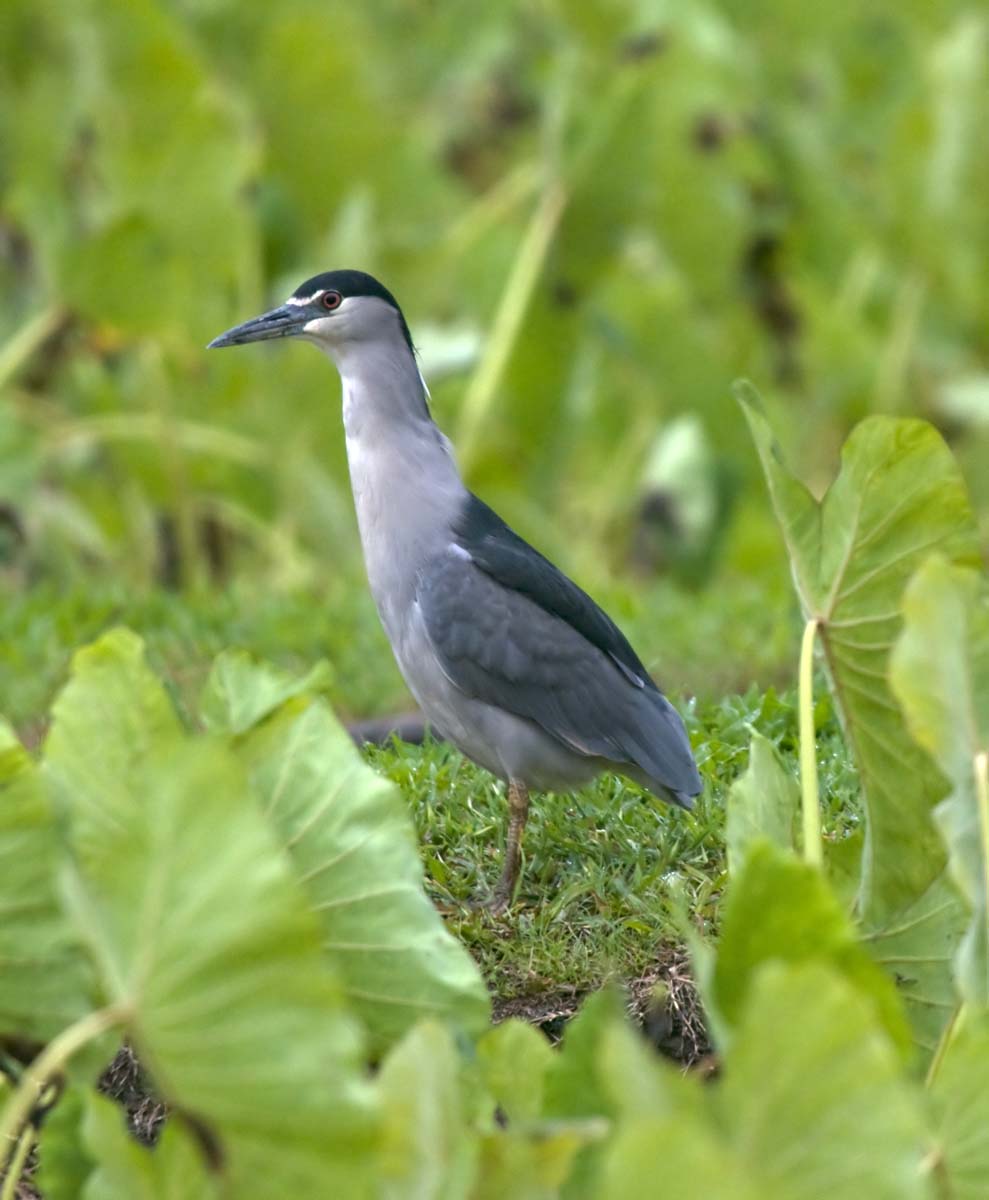 Alasdair Turner Photography More Hawaiian Birds on Kauai