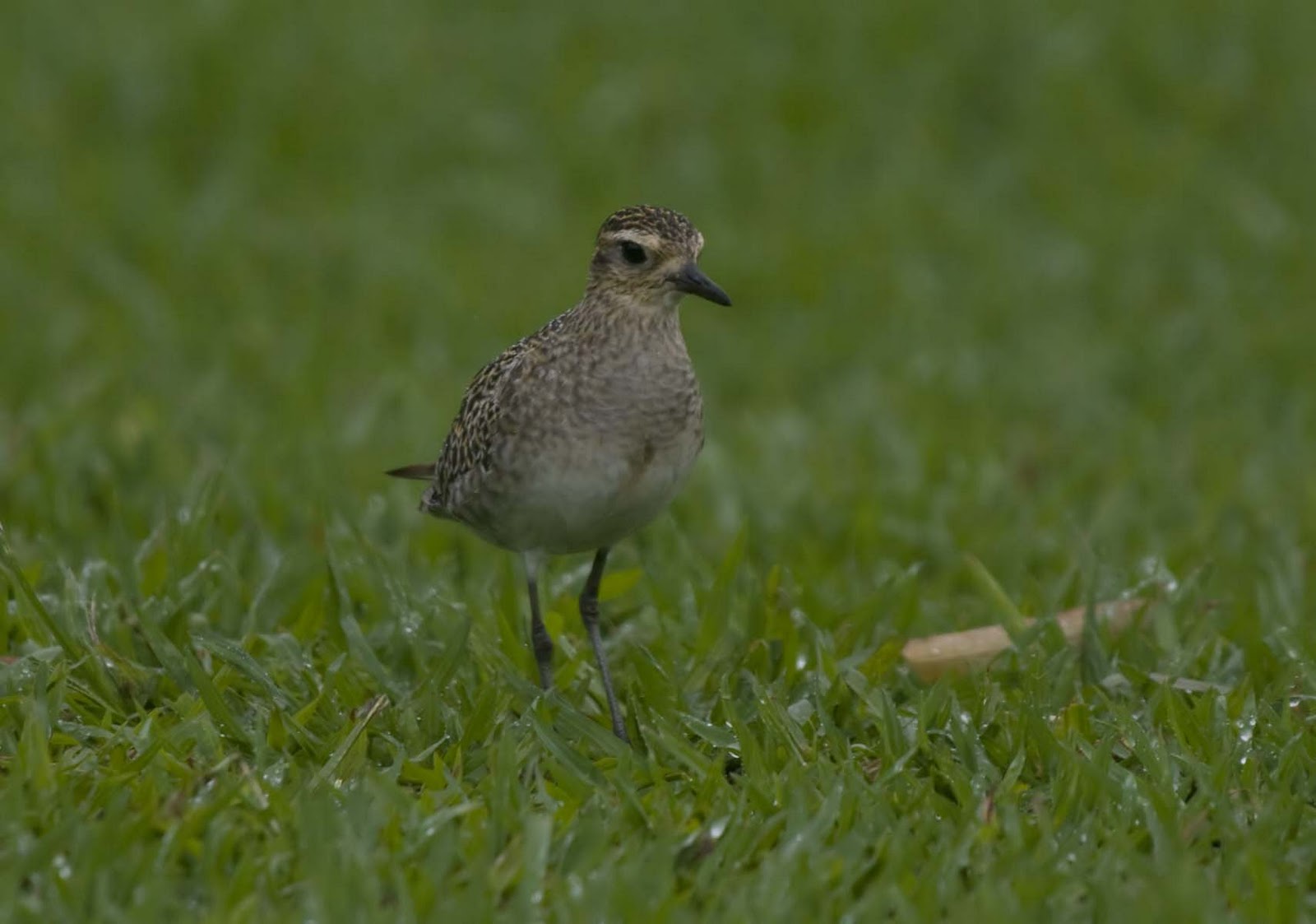 Alasdair Turner Photography More Hawaiian Birds on Kauai
