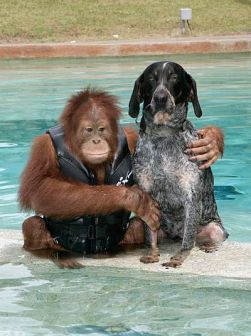 [Orangutan+and+Dog.jpg]