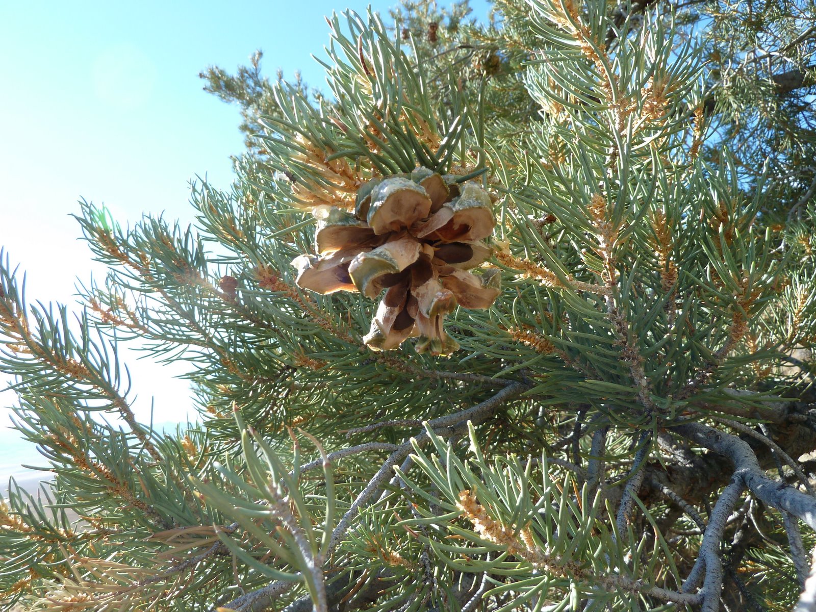High Plains Florida Cracker Pine Nutsa Euell Gibbons Special