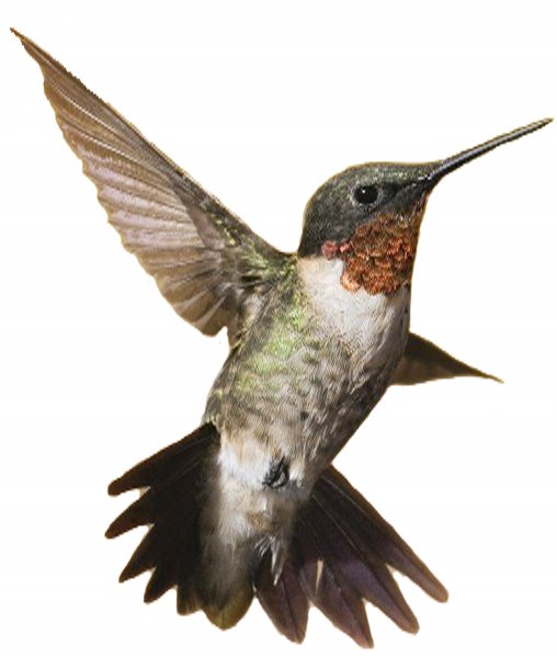 Colibri