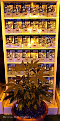 Maconha e Coffeshops na Holanda P1000426Tblog