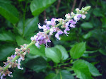 Cuban Oregano (Broadleaf Thyme) Flowers