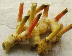 Galangal Ginger Root