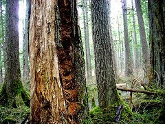 photo of the trunks of enormous trees