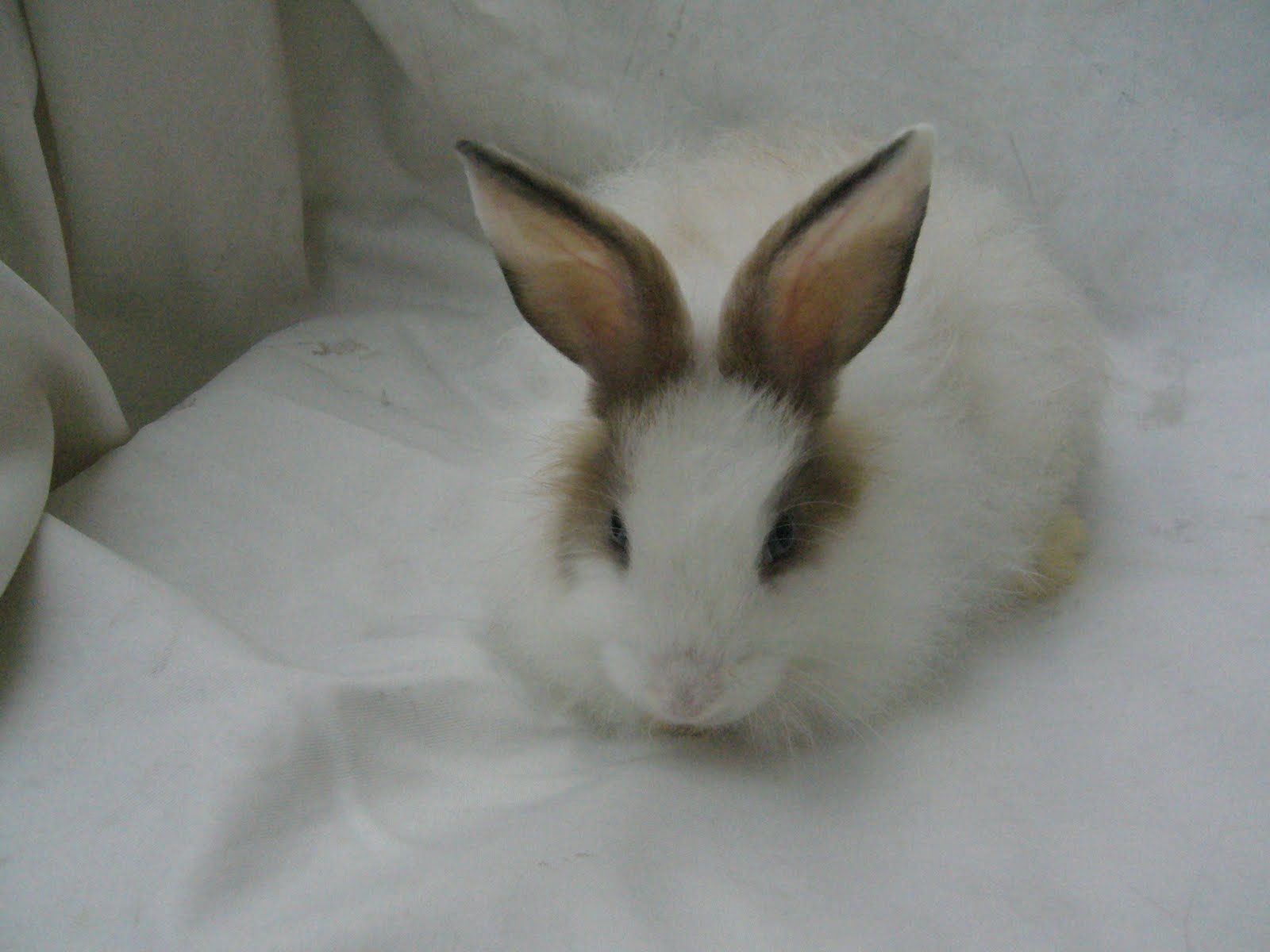 Rabbit for Sale