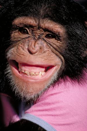 [chimp+smile.jpg]