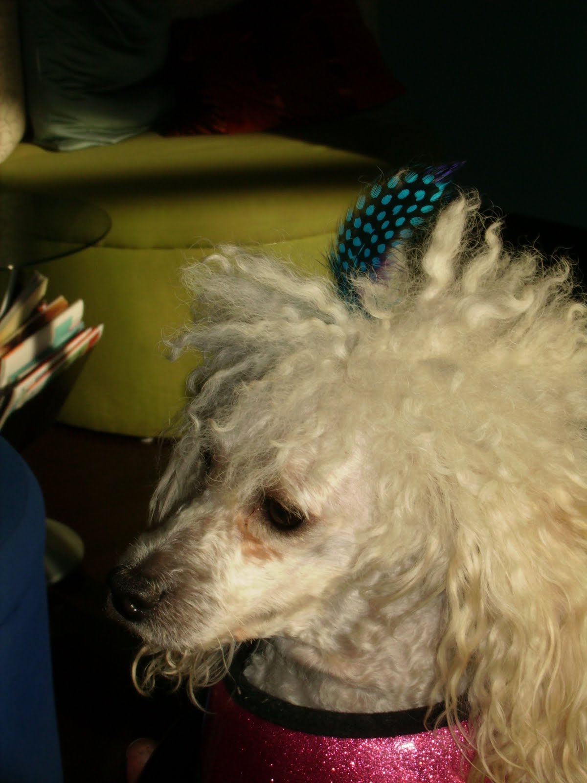 Feather Hair Extensions Even the dog has a Feather Extension!