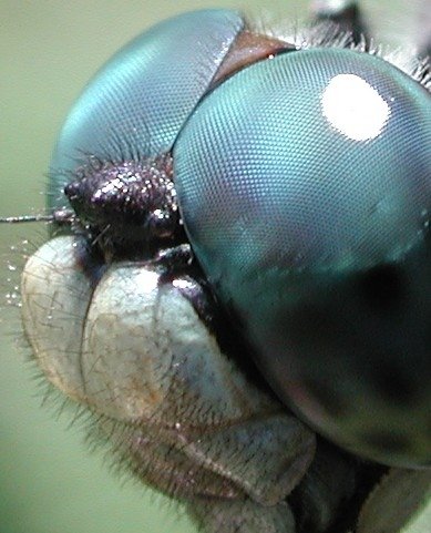 "TWO" COMPLEX EYES of A Wonder Flying Insect
