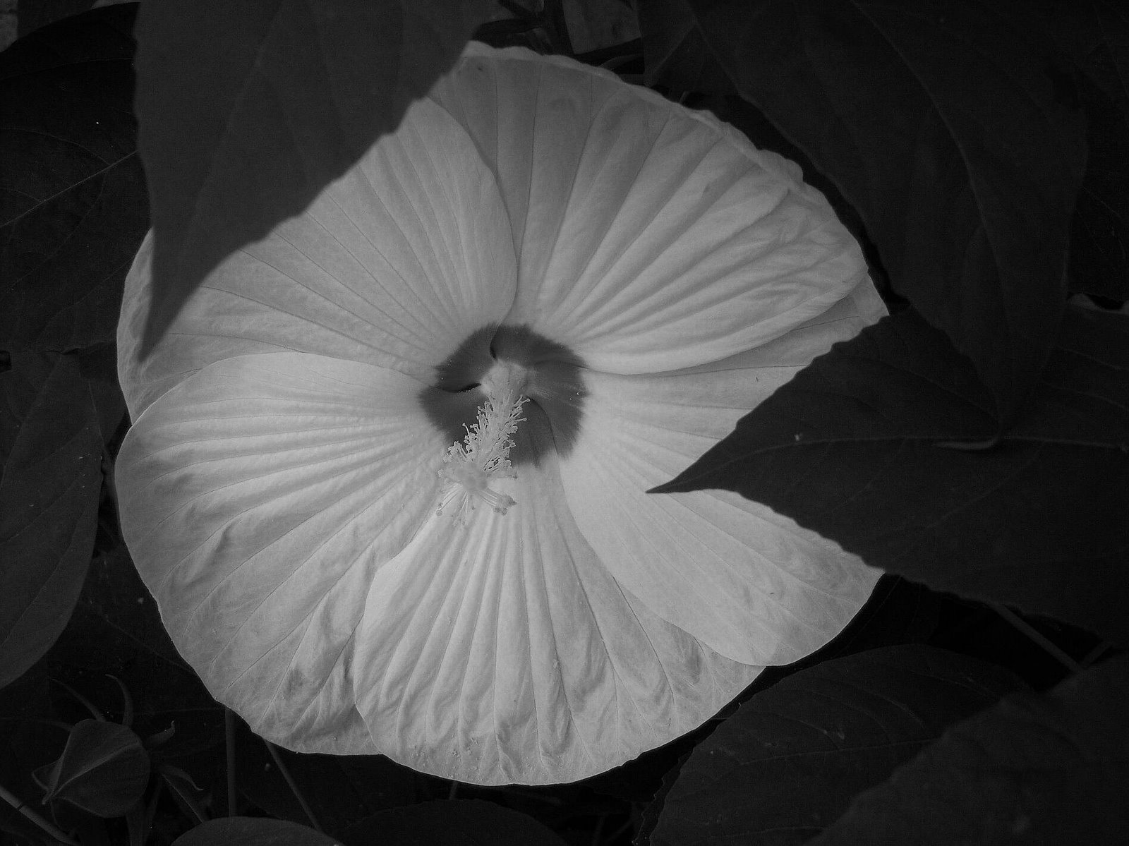 [Hibiscus+in+GSO.JPG]